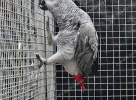 Juvenile Male congo african grey