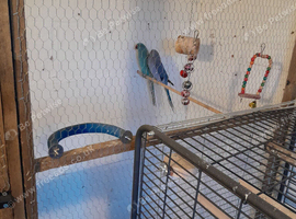 Indian ringnecks