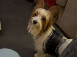 3.6kg Biewer terrier scrappy stud only