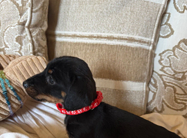 miniature dachshund one boy left