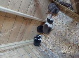 4 baby lionheads rabbit