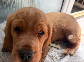 Red Cocker Spaniel Puppy