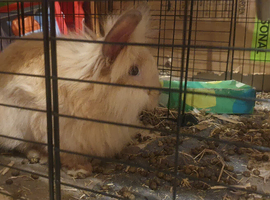 One girl one boy lionhead rabbit