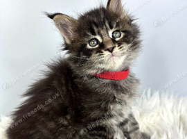 7 Gorgeous Pure Breed Maine Coon Kittens