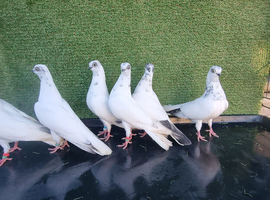 Vinea  pigeon for sale