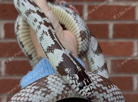 California King Snake Pair