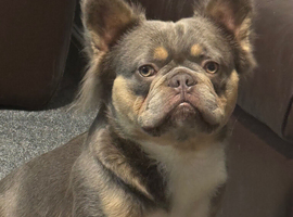 Fluffy French bulldog