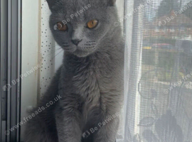 **NEED REHOMING** Female blue british short-hair