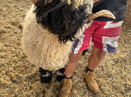 Stunning Milan Shearling Ram