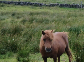 For sale miki Shetland