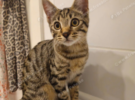 Kitten for adaption