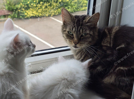 Two female kittens needing homes