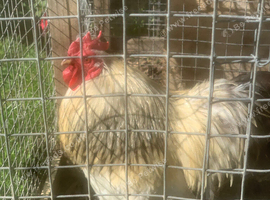 Free male pekin bantam