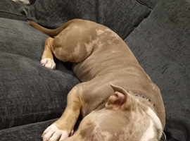 Male pocket bully