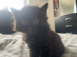5 kittens for sale can deliver ready now