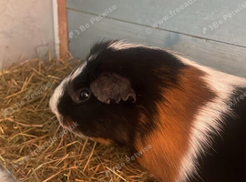 Lovely guinea pigs
