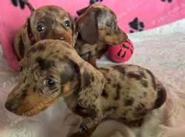 MINIATURE DACHSHUND PUPPIES