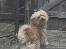 Lhaso apso x pomeranian