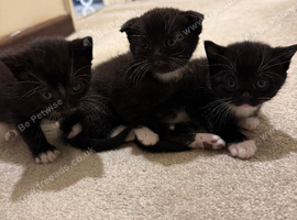 Adorable Kittens from a Scottish Fold Mum Looking for Their Forever Homes **
