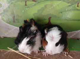 Male guinea pigs ready to go wf5