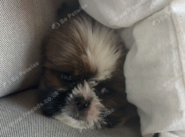 Shih Tzu puppy