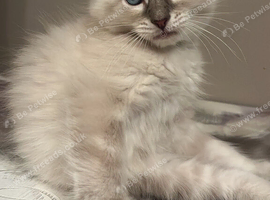Ragdoll kittens