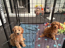 F1b Cavapoo Puppies 1 Boy 2 Girls