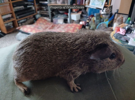 Female guinea pigs