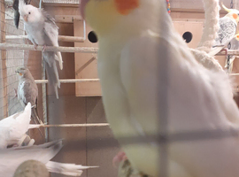 2 Baby lutino And 1 Pied  Baby Cockatiels Ready Shorty