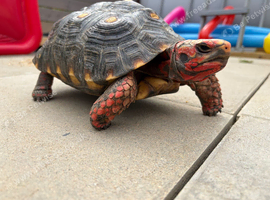 2 Redfoot tortoises