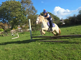 12hh first or second ridden pony