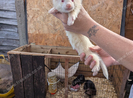 Ferret for sale
