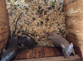 Fancy mice