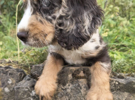 Cocker  pups