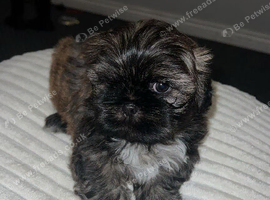 shih Tzu