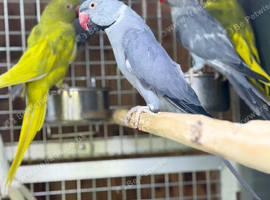 Ring neck parrot