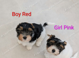 Chunky Biewer Terrier puppies.