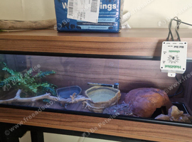 4ft/1.5/1.5 vivarium and all accessories