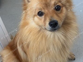 Pomeranian