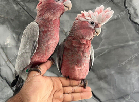 Baby Handreared Super Tame Cuddly Friendly Galah Cockatoo Parrot,30