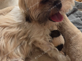Shih tzu puppies for sale