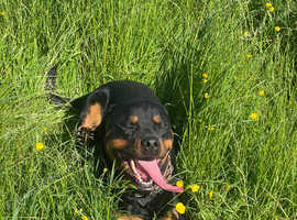 Rocky the rotty up for stud