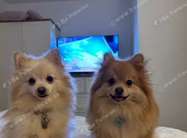 Two miniature Pomeranians
