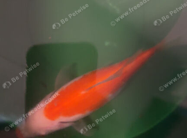 9x Gold fish