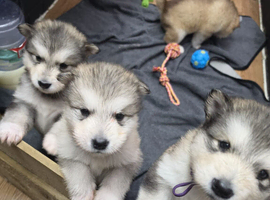 KC Reg Alaskan Malamute Puppies