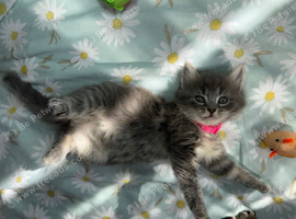 Adorable Ragdoll x Bombay Kittens - Ready in 2 weeks