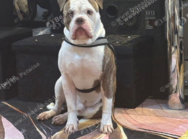 America bulldog
