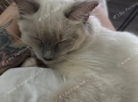 Female ragdoll kitten