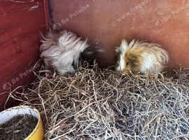 Guinea pig bros
