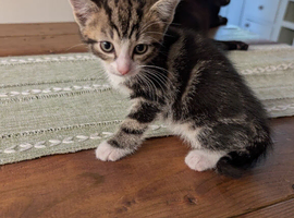 Kittens last two available